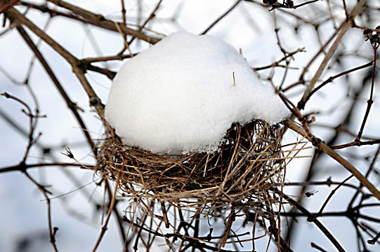 winternest5055.jpg